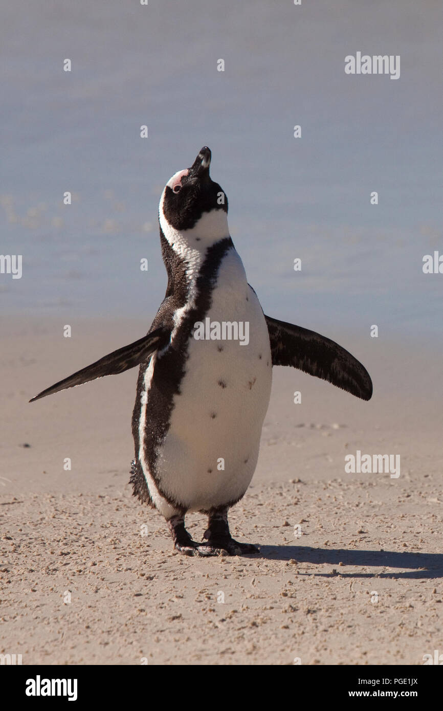 Jackass Penguin on the Beach, Boulders Beach, South Africa. Stock Photo