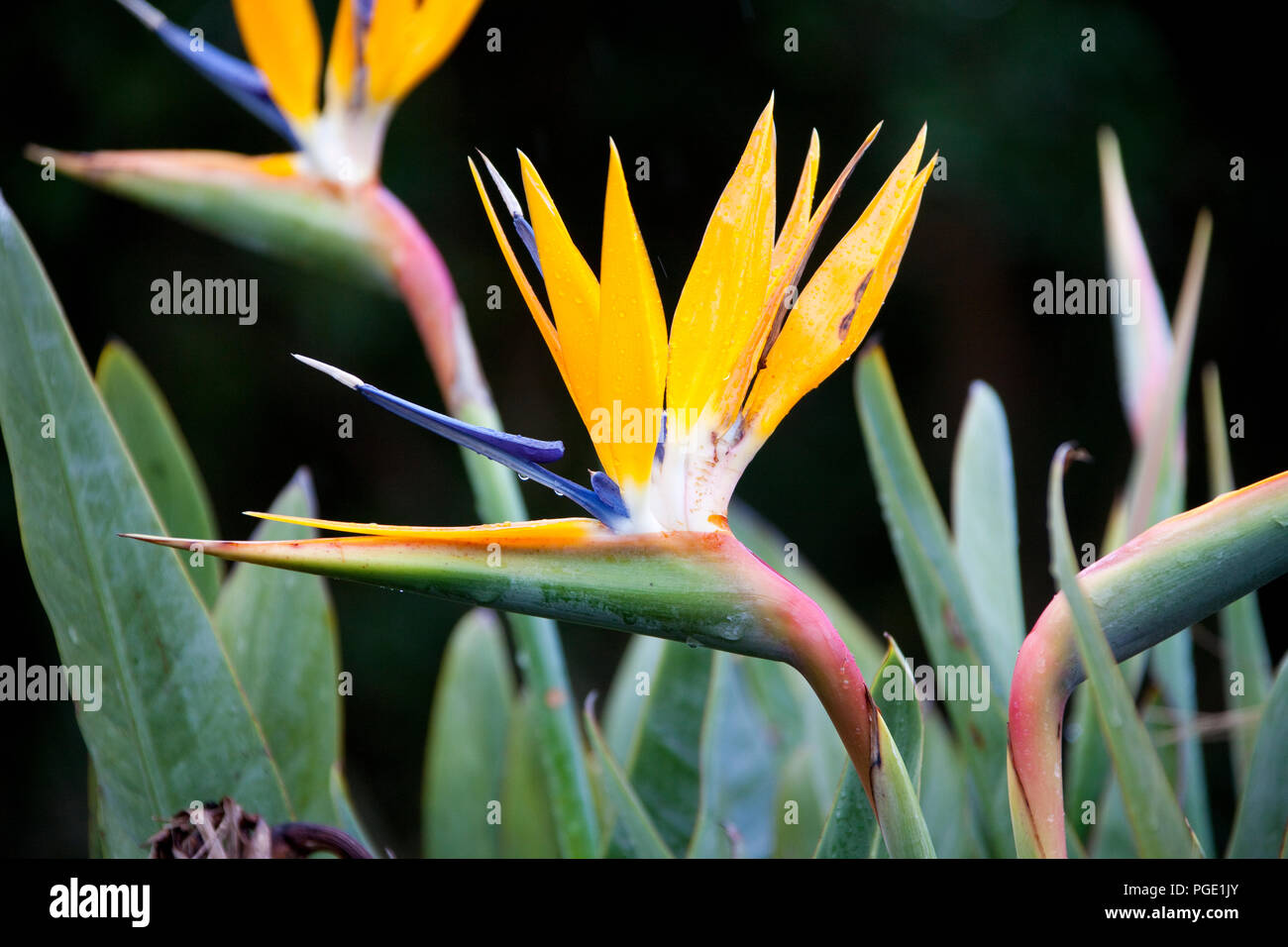 Crane Flower, Kirstenbosch National Botanical Garden,, South Africa. Stock Photo