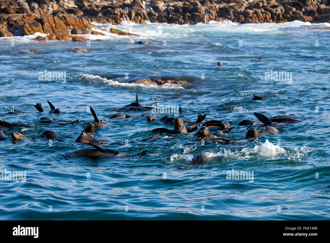 Cape fur seals in the water, Geyser Rock, South Africa. Stock Photo