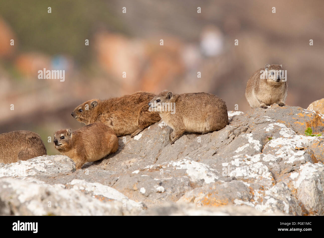 Rock Dassie, Robberg Nature Reserve, South Africa. Stock Photo
