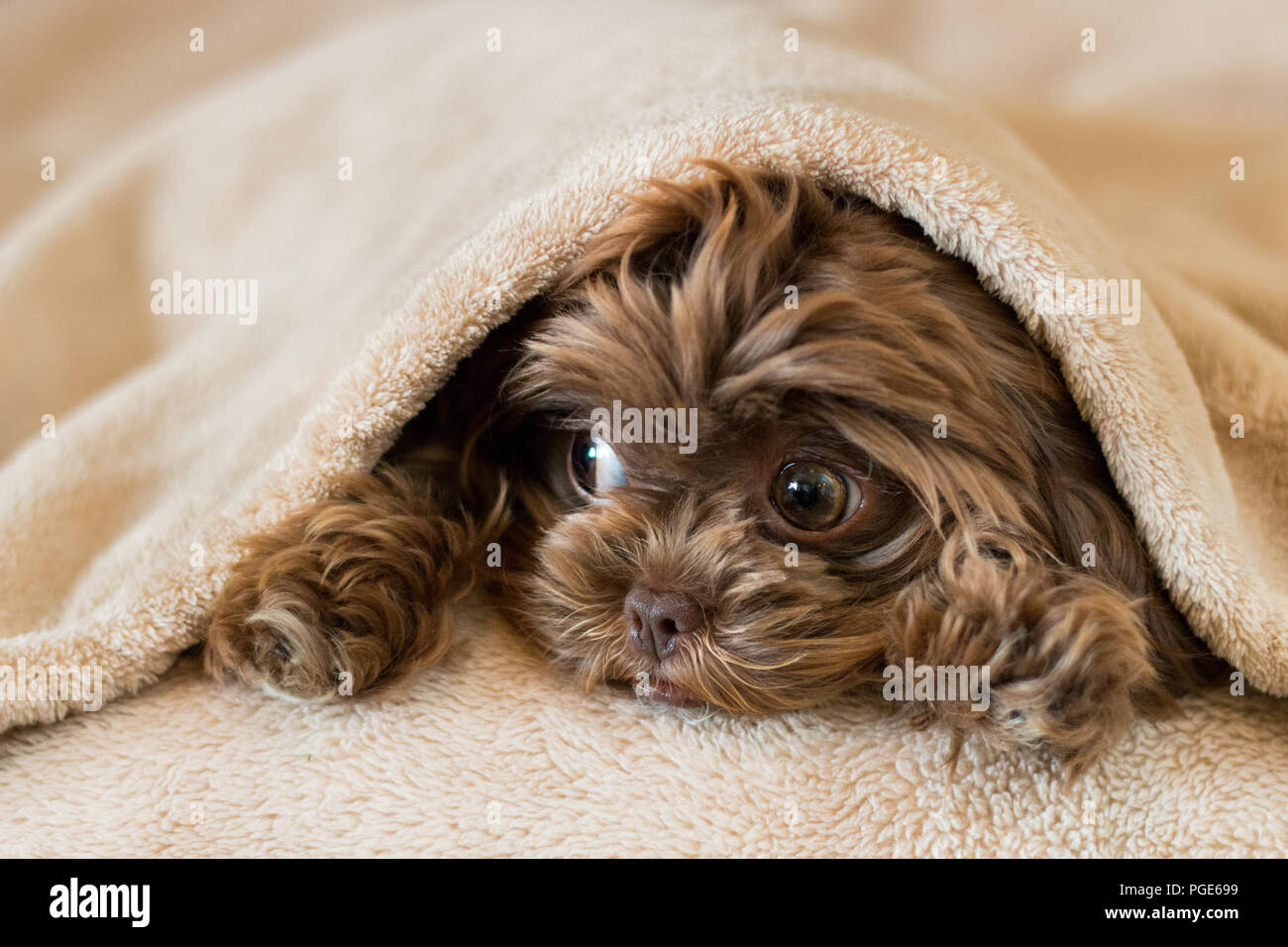 Cute puppy hiding in blanket Stock Photo Alamy