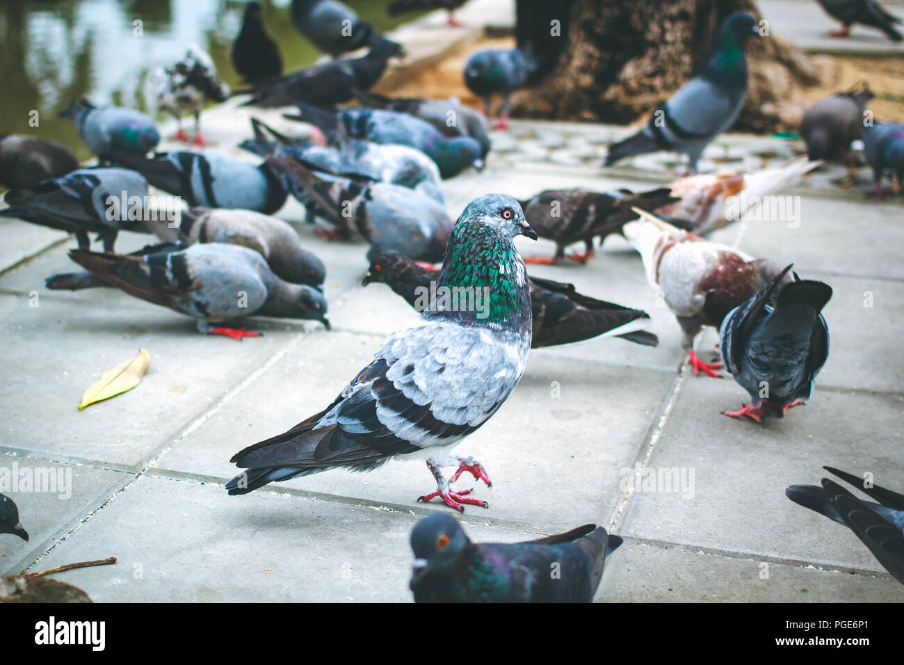 Много голубей. Синантропные голуби. Почему много голубей. Много голубей. Куча голубей в квартире.