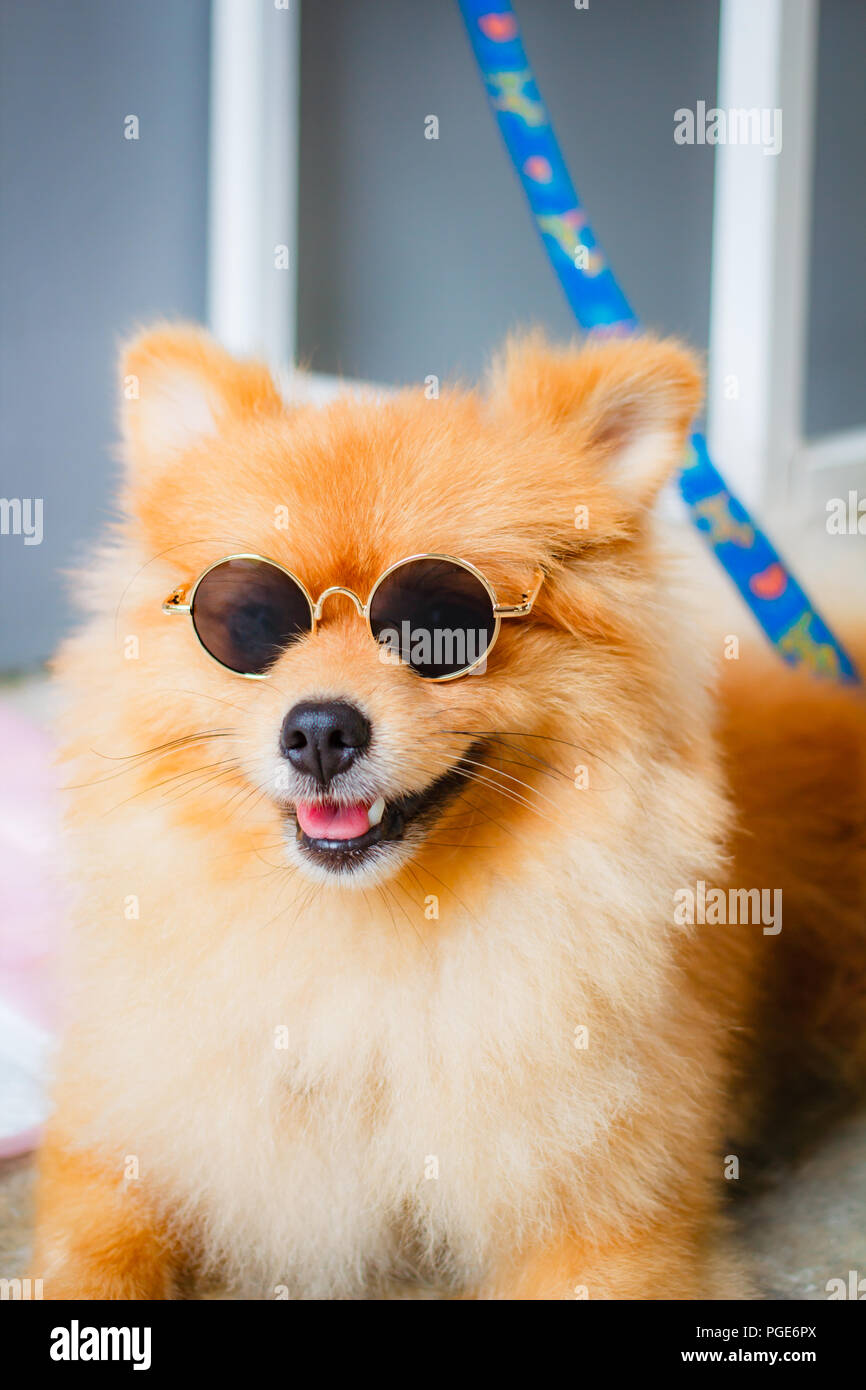 Pomeranian dog smile so cute, beautiful Pomeranian dog Stock Photo - Alamy