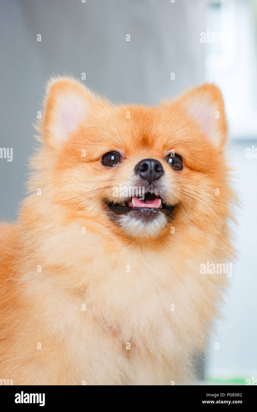 Pomeranian dog smile so cute, beautiful Pomeranian dog Stock Photo ...