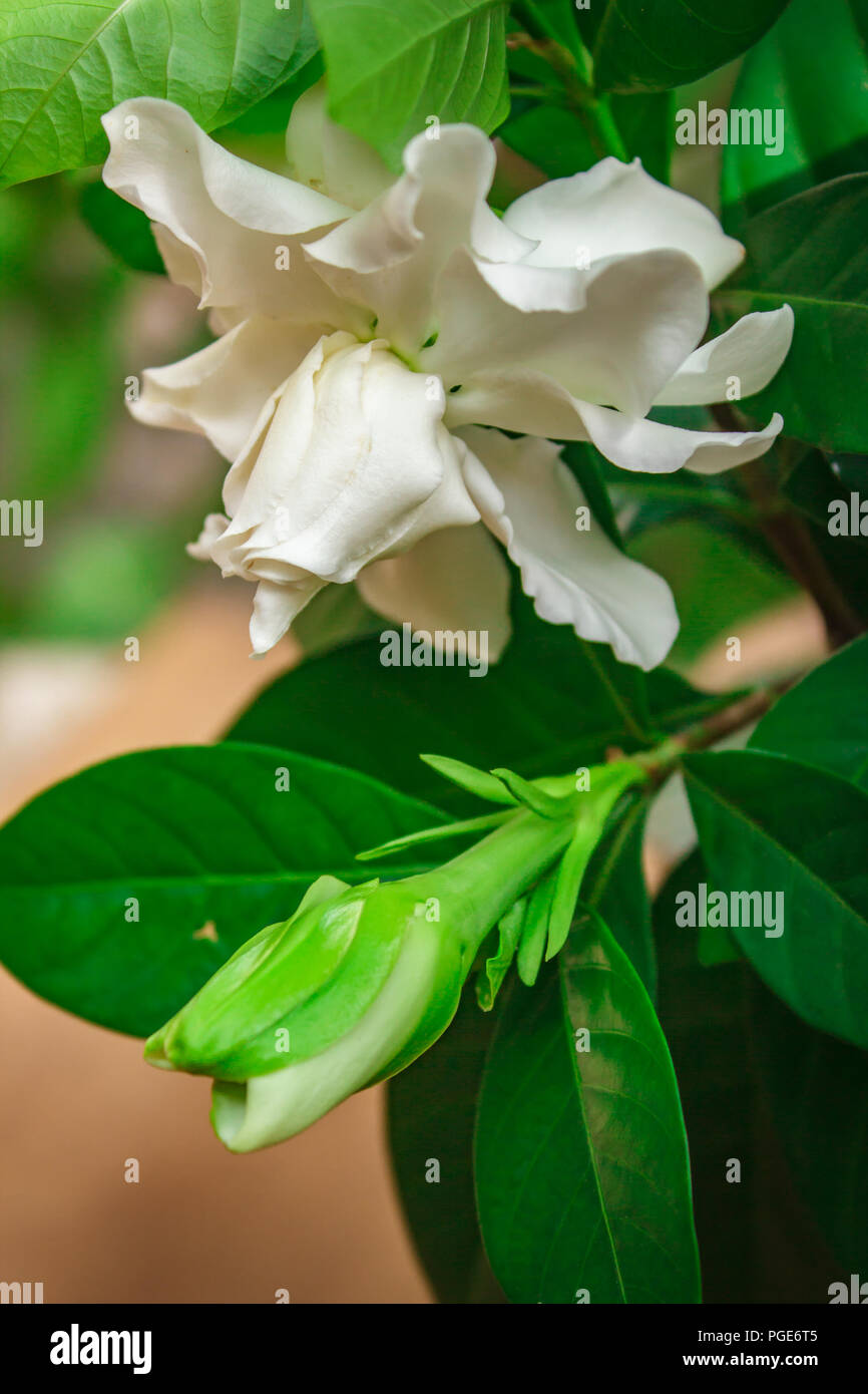 Gardenia tree hires stock photography and images Alamy
