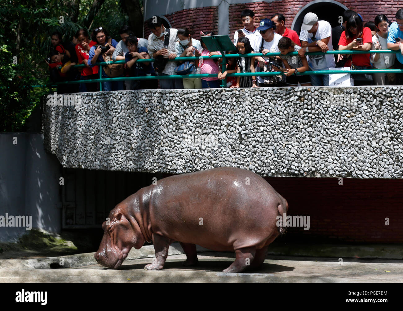 Bangkok, Thailand. 24th Aug, 2018. People looks at a female hippopotamus  named 