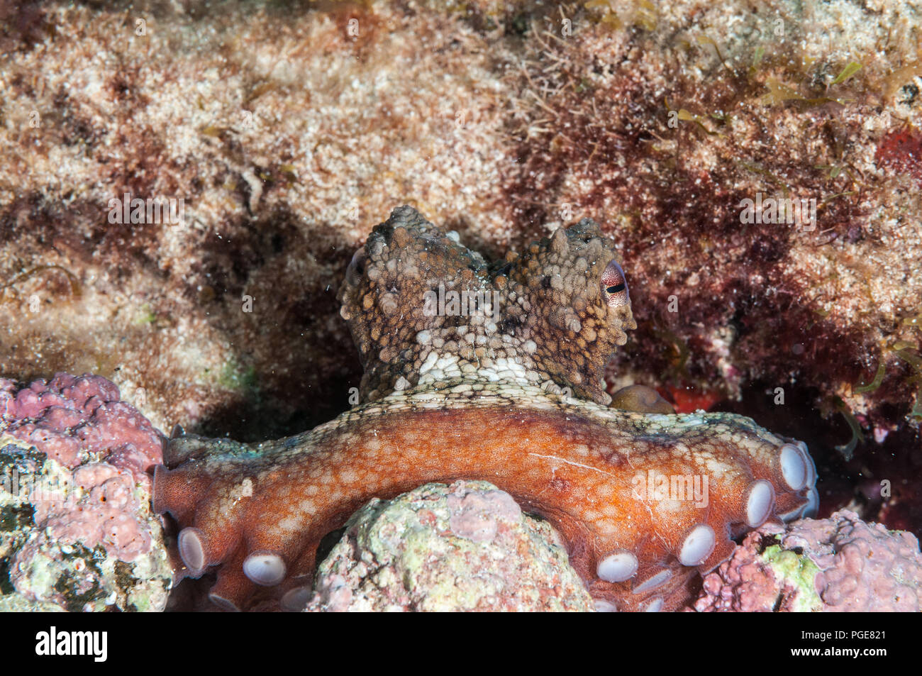 common octopus, Octopus vulgaris, La Graciosa, Canary Islands, Spain Stock Photo