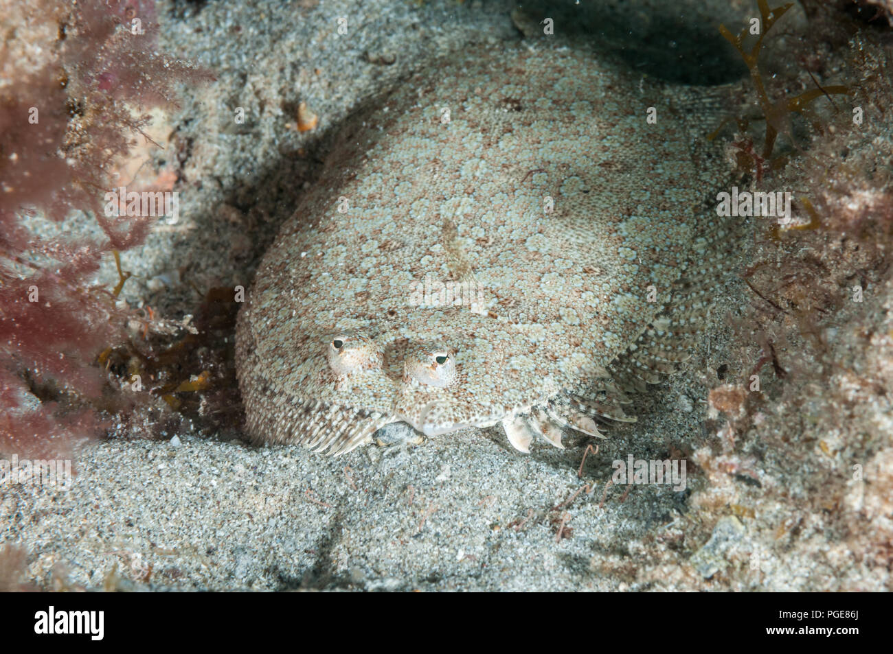 wideeyed flounder, Bothus podas, La Graciosa, Canary Islands, Spain