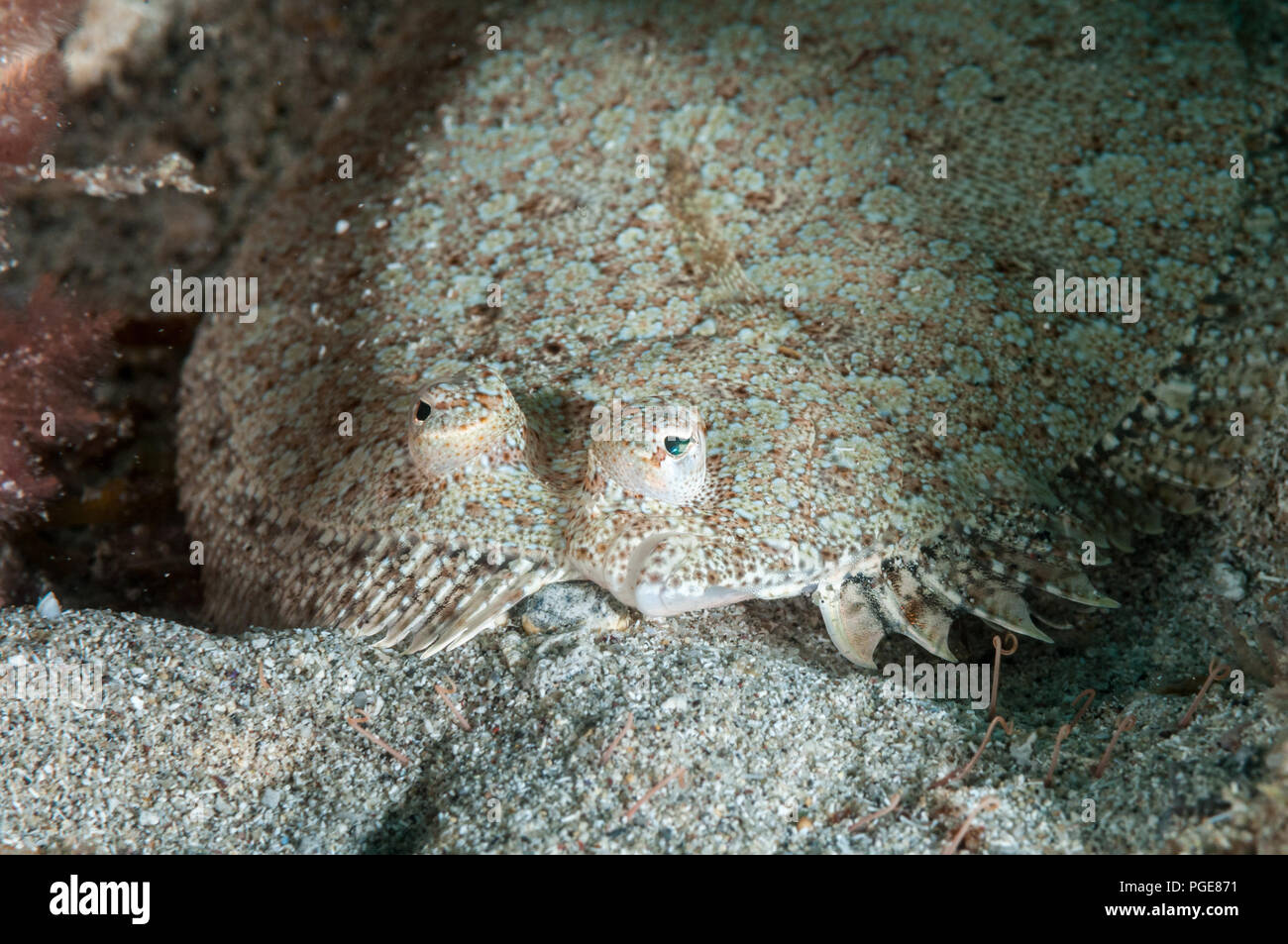 wideeyed flounder, Bothus podas, La Graciosa, Canary Islands, Spain