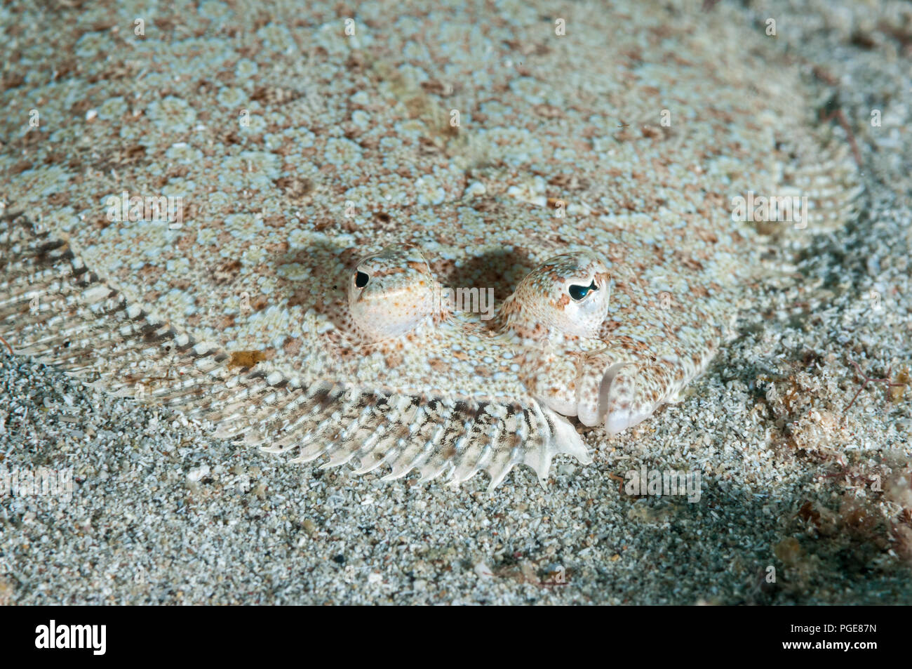 wideeyed flounder, Bothus podas, La Graciosa, Canary Islands, Spain