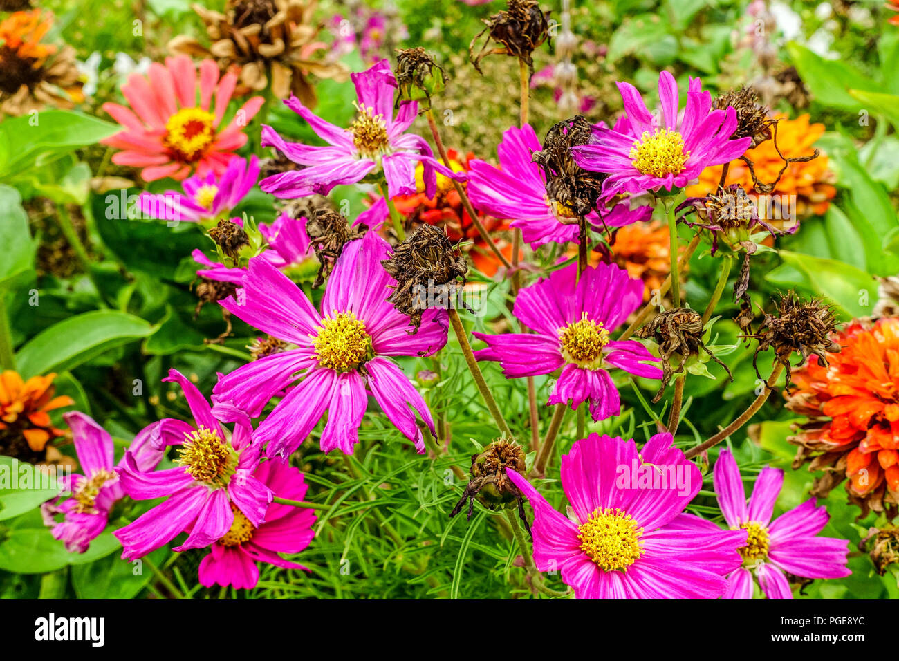 Aster zinnia ring best sale