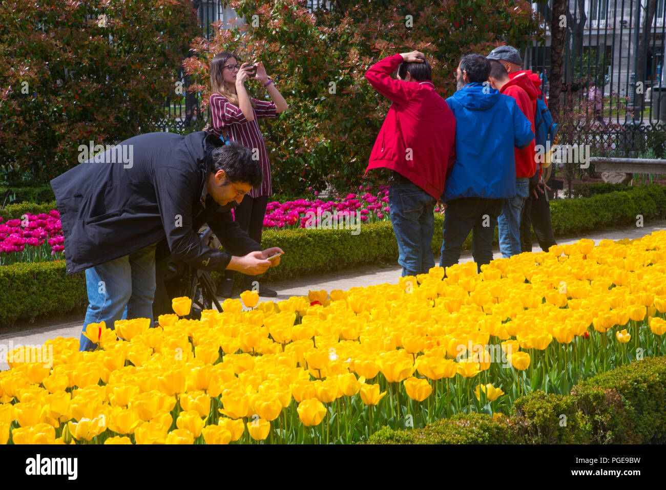 People taking photos of tulip flowers. Royal Botanical Garden, Madrid