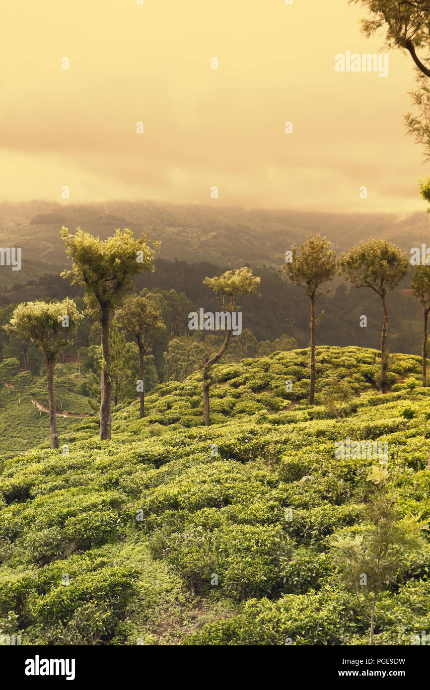 sunset on tea plantations farmland Stock Photo Alamy