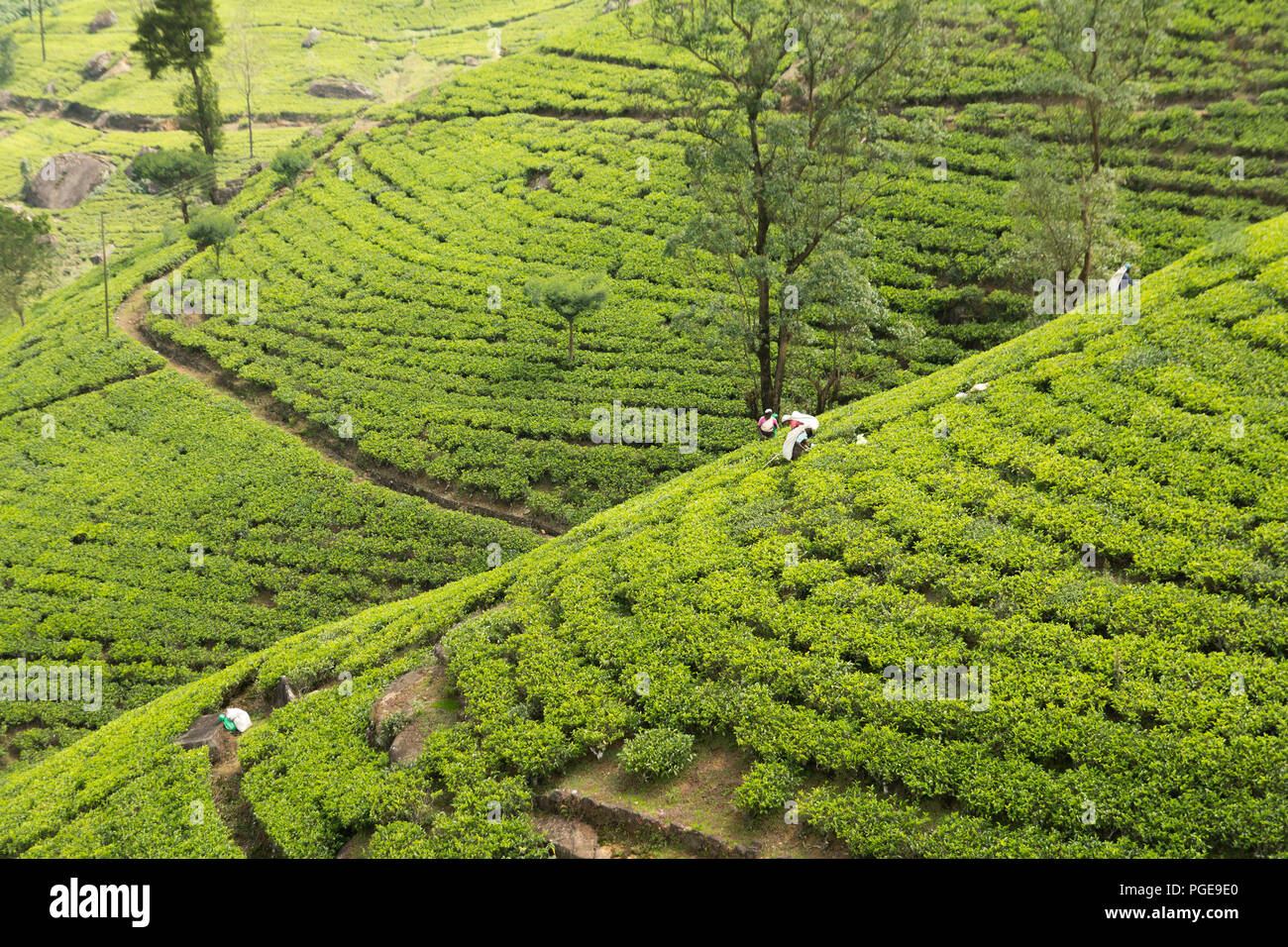 tea plantation beautiful countryside in Sri Lanka Stock Photo