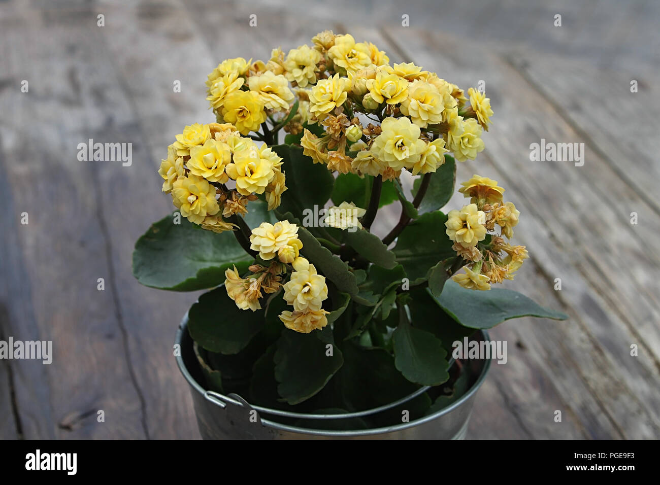 A Rustic Setting Of Yellow Flowers In A Tin Vase On A Wooden Table