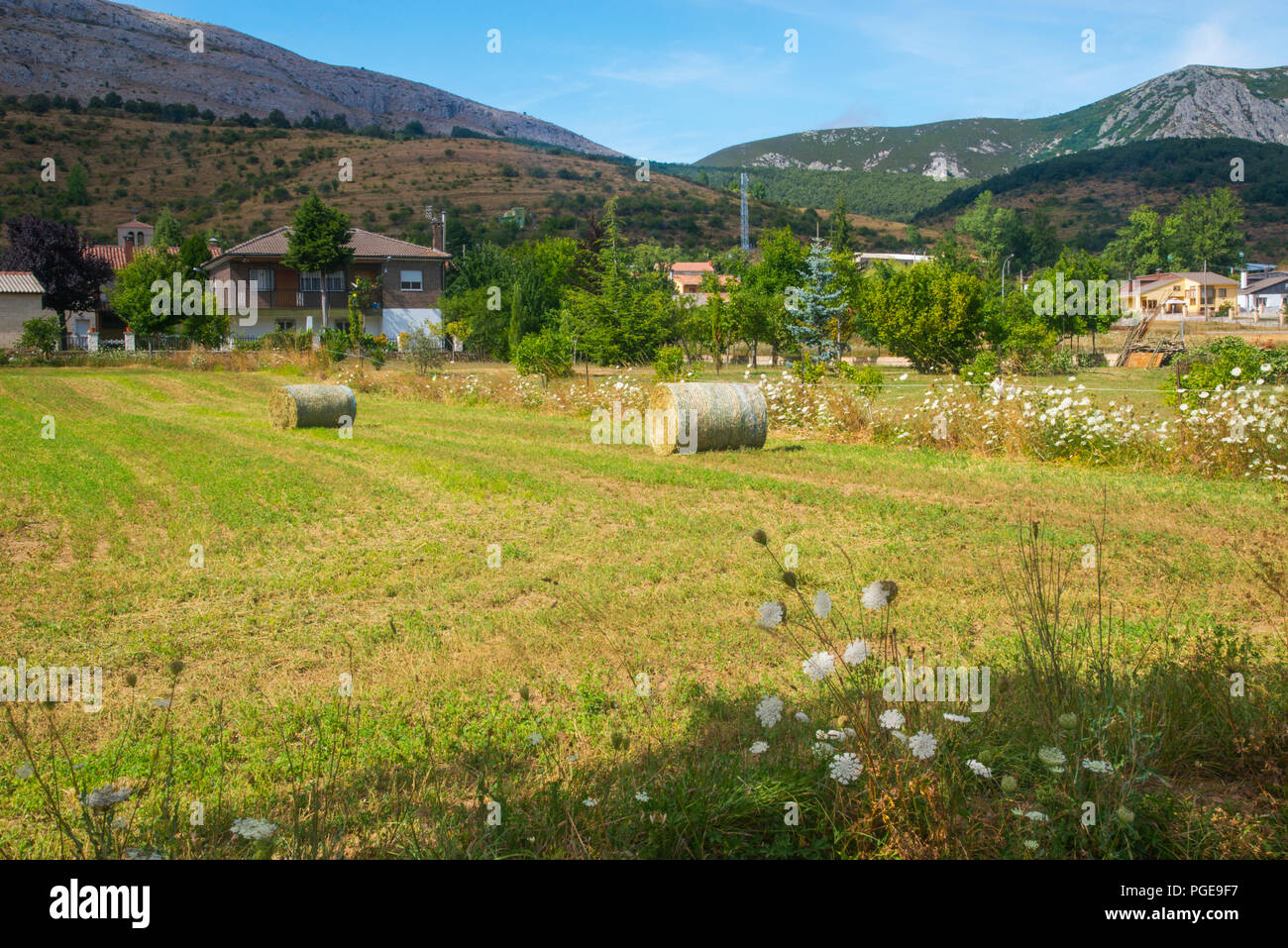 Campo de cultivo de cereales hi-res stock photography and images - Alamy