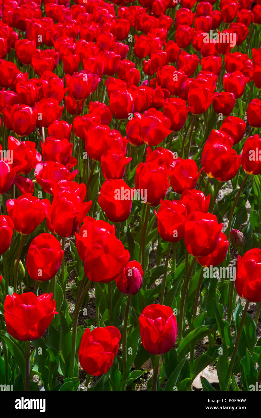 Red tulip flowers Stock Photo Alamy