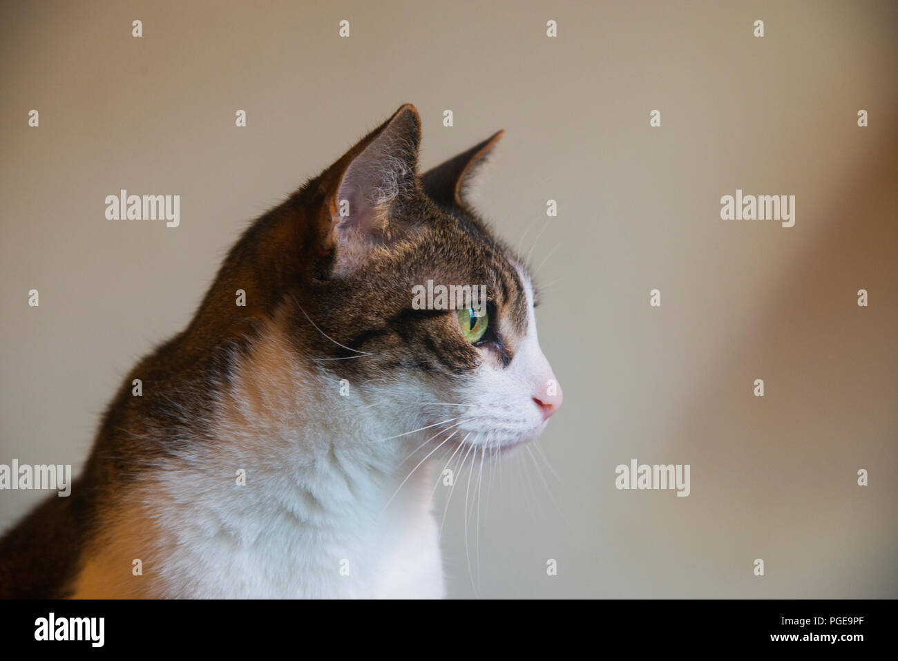 Portrait of tabby and white cat. Stock Photo
