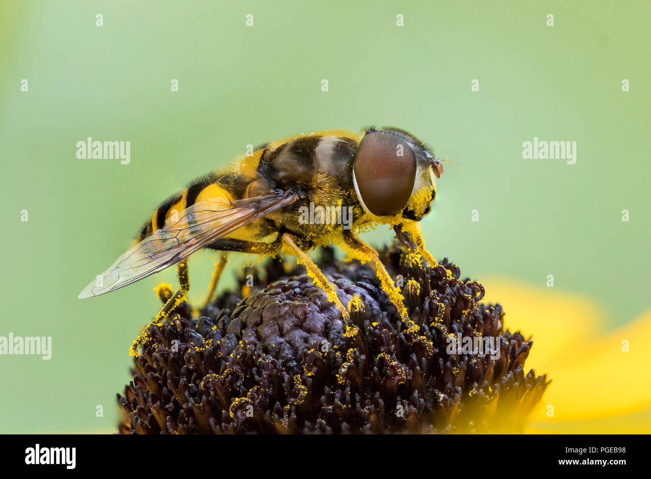 Hoverfly eating pollen from a black-eyed susan - Ontario, Canada Stock Photo