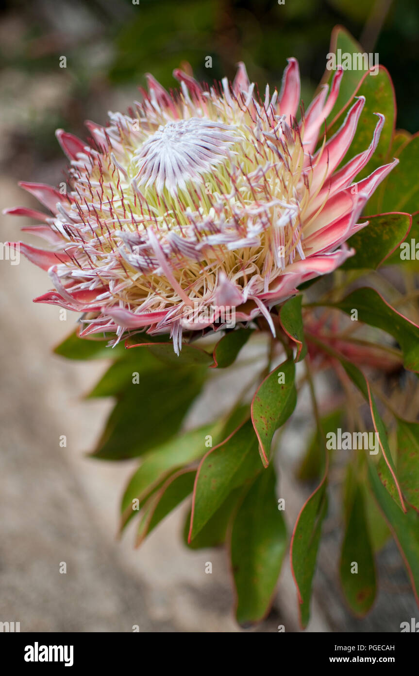 Protea cynaroides, national flower of South Africa Stock Photo