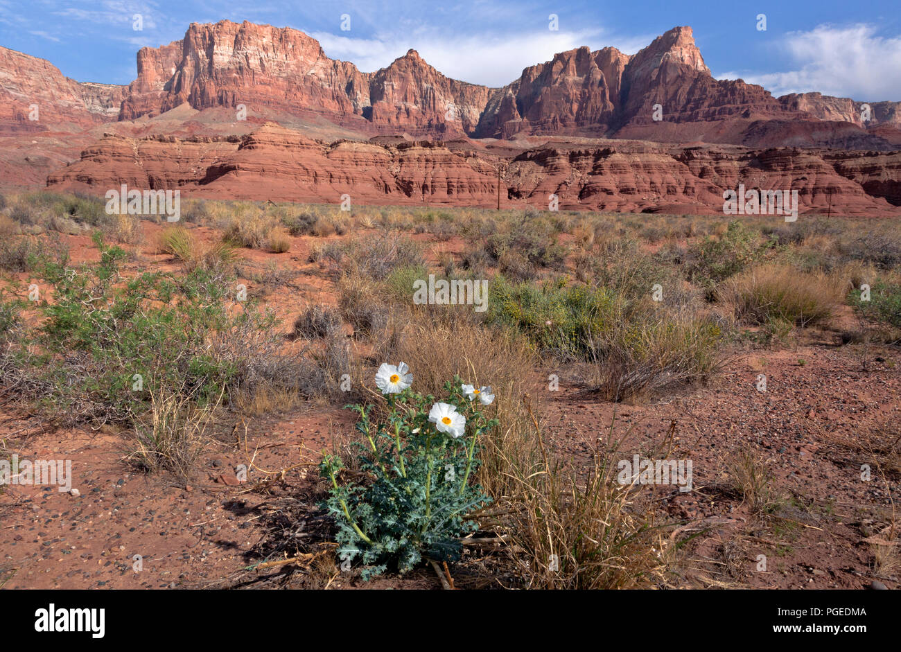 AZ00359-00...ARIZONA - A pickly poppy blooming in amoung the sage brush at the base of the Vermilion Cliffs in Glen Canyon National Recreation Area. Stock Photo