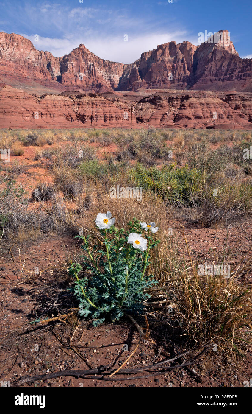 AZ00360-00...ARIZONA - A pickly poppy blooming in amoung the sage brush at the base of the Vermilion Cliffs in Glen Canyon National Recreation Area. Stock Photo