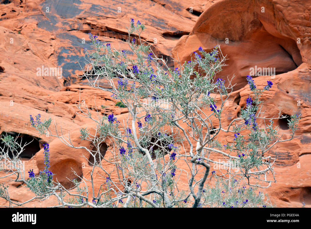 NV0000300...NEVADA Purple flowers on a bush contrasting with the