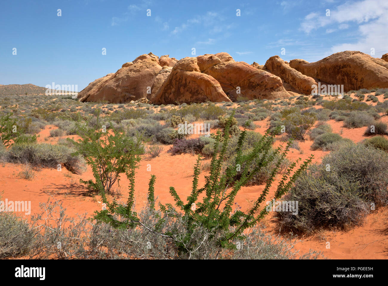 NV00004-00...NEVADA - Scene from the Mojave Desert with Aztec sandstone in Valley of Fire State Park. Stock Photo