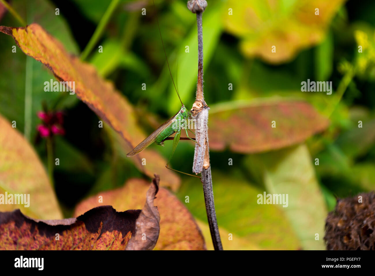 A close up of a green conehead cricket holding on to a twig Stock Photo