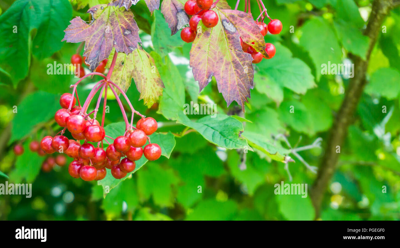 Bunches red berries on plant hi-res stock photography and images - Alamy