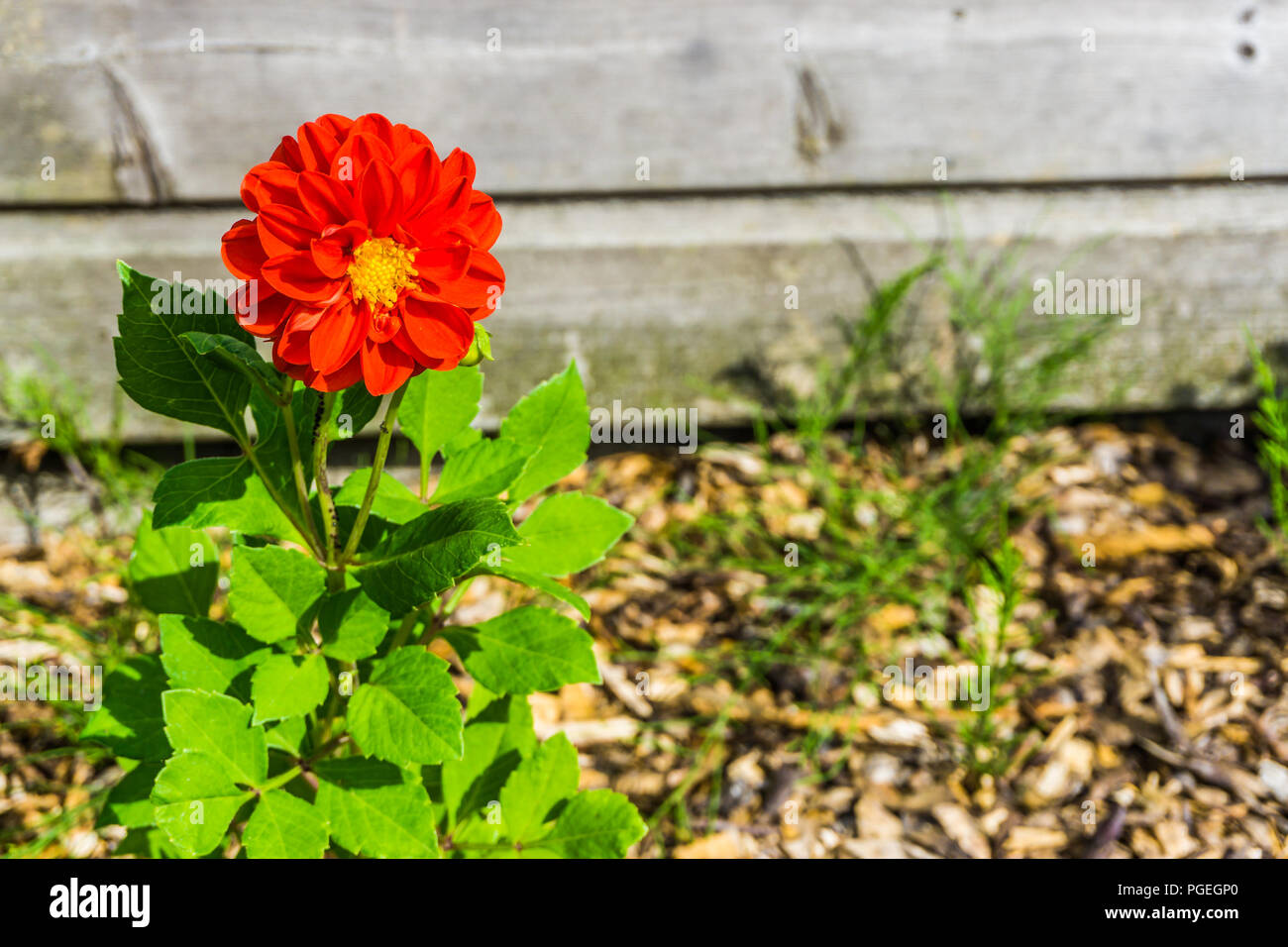 Big red flower hires stock photography and images Alamy