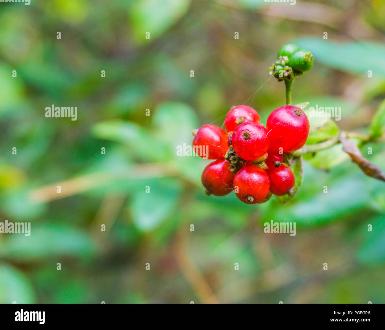 Red Ripe Berries Ripe berries branch hi-res stock photography and images - Alamy