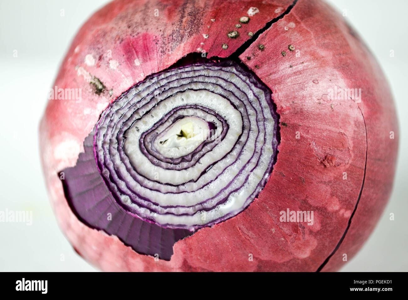 A red onion (Allium cepa) with the papery outer layer intact and the