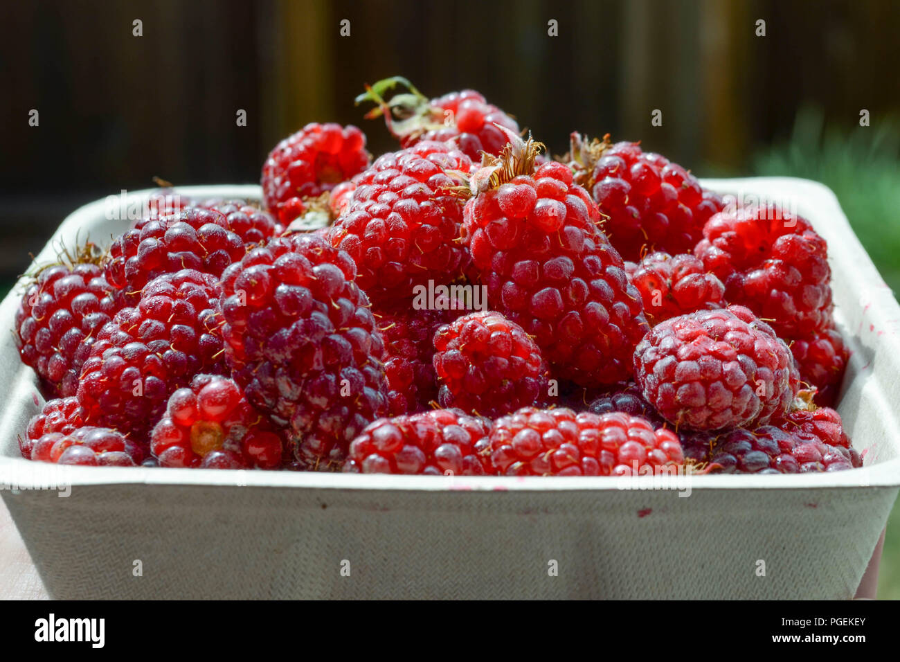 Tayberries (A blackberry-raspberry hybrid originating from Scotland) in a square paper container Stock Photo