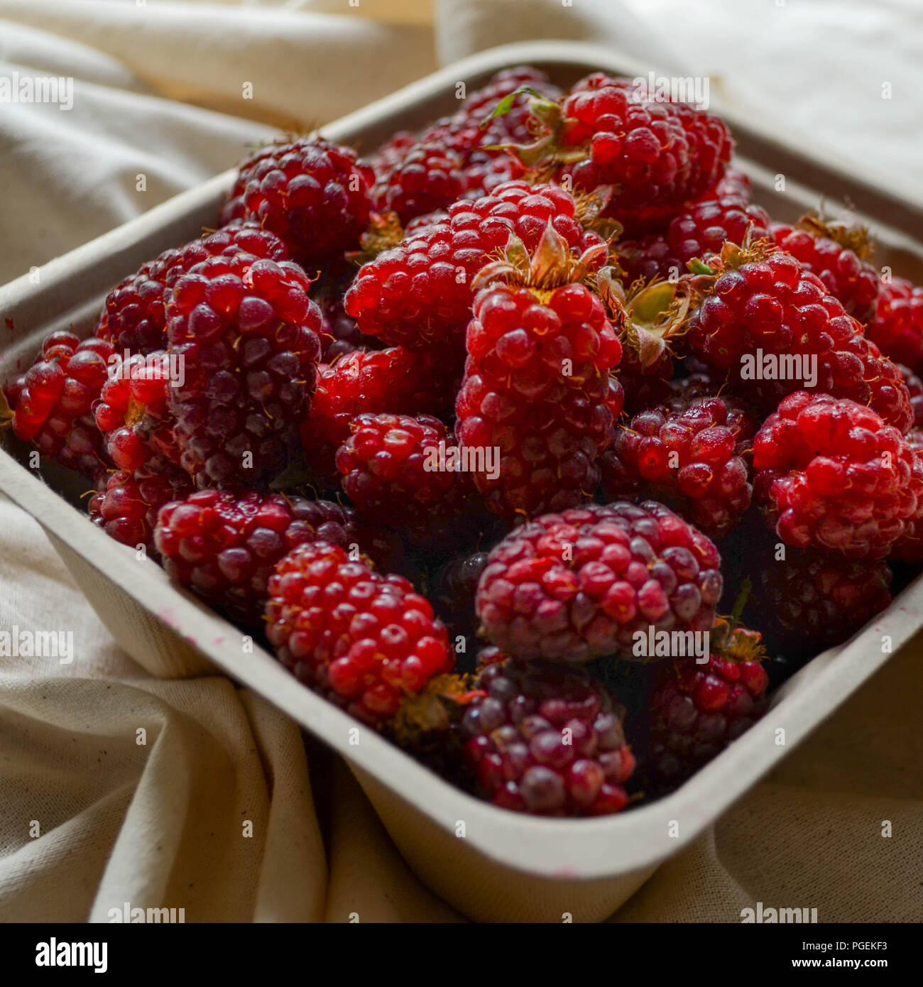 Tayberries (A blackberry-raspberry hybrid originating from Scotland) in a square paper container Stock Photo