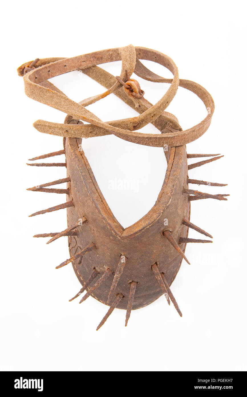 An old spiked calf weaning collar. The spikes on the collar would prevent the calf from continuing to wean, as it’s mother would find the spikes uncom Stock Photo