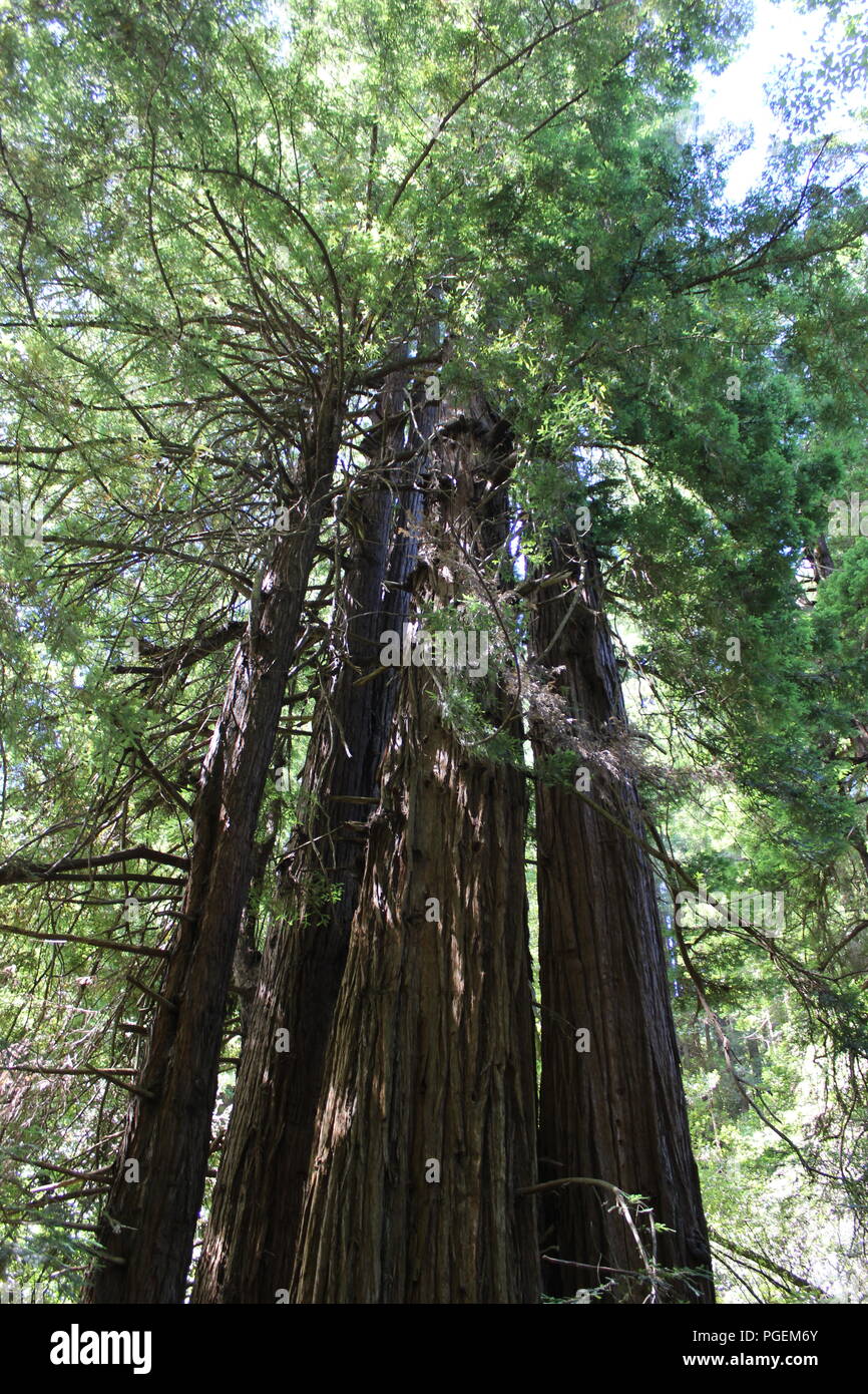 Muir Woods National Monument, California, USA Stock Photo