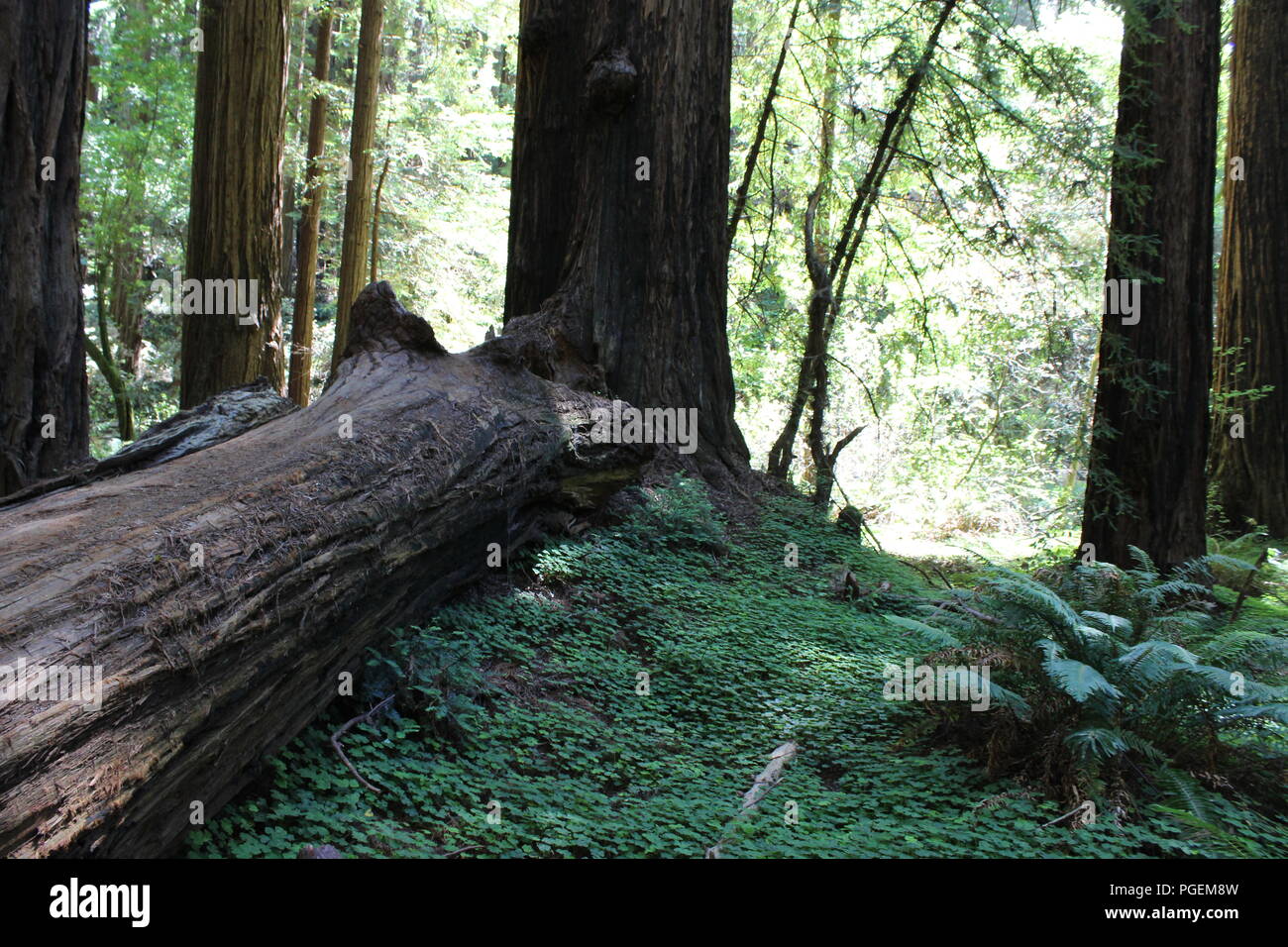 Old fallen sequoia hi-res stock photography and images - Alamy