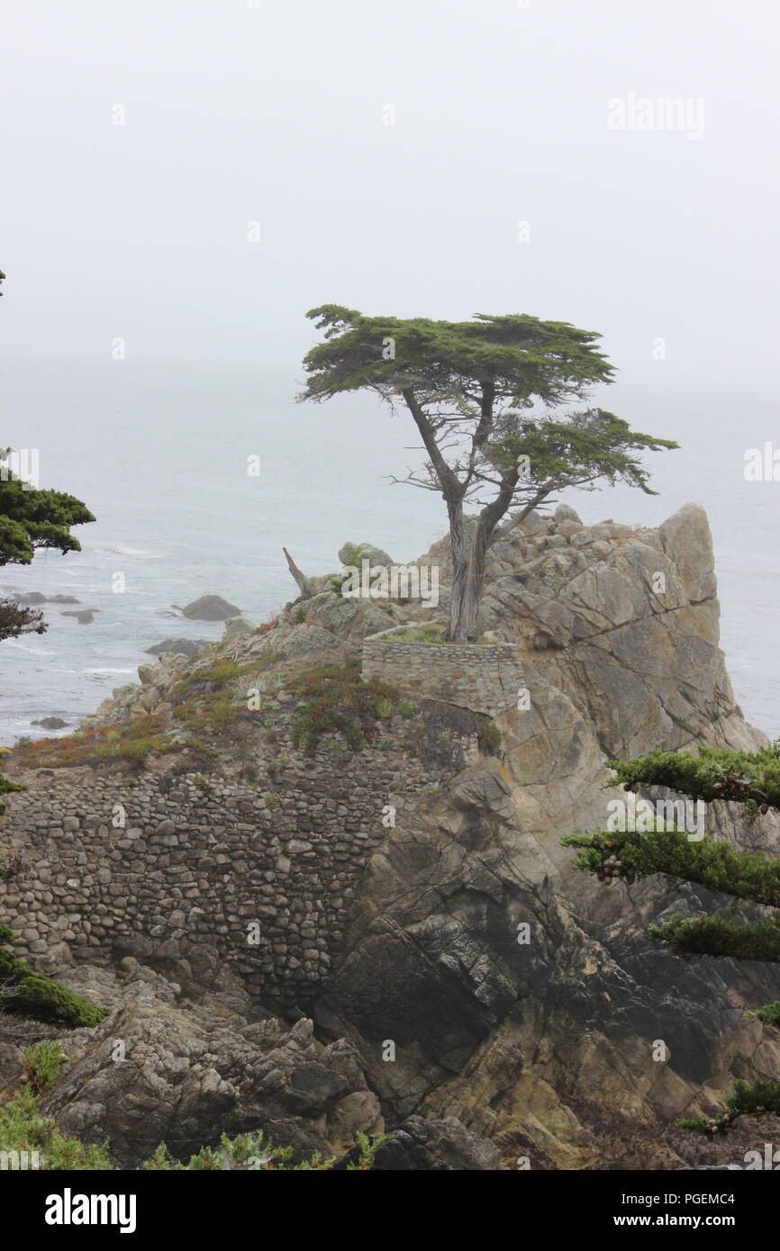 Foggy California coastline along 17-mile drive. Stock Photo