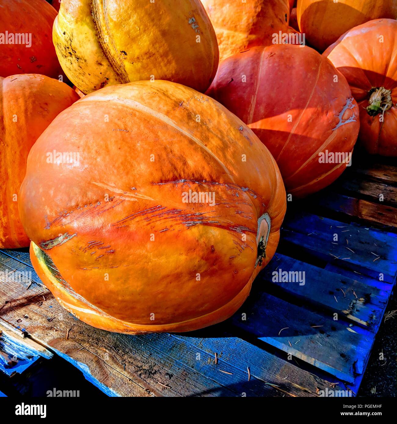 Large orange pumpkins on a blue wooden pallet Stock Photo