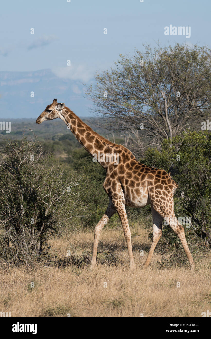 Giraffe in the Timbavatie Reserve. Stock Photo