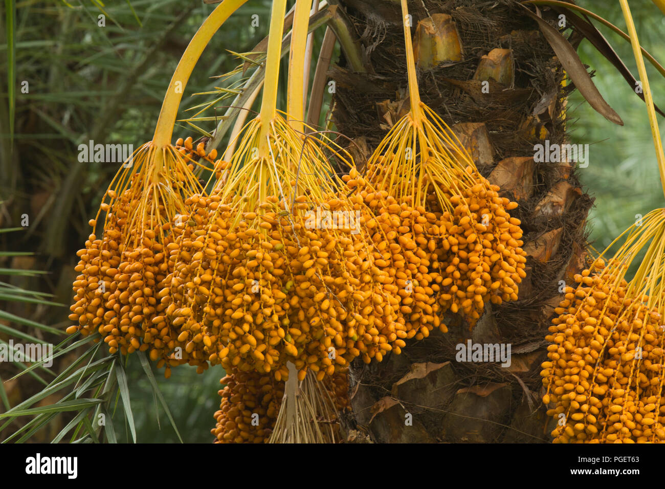 Pollination In Date Palm Tissue Culture Date Palm TC Date, 58 OFF