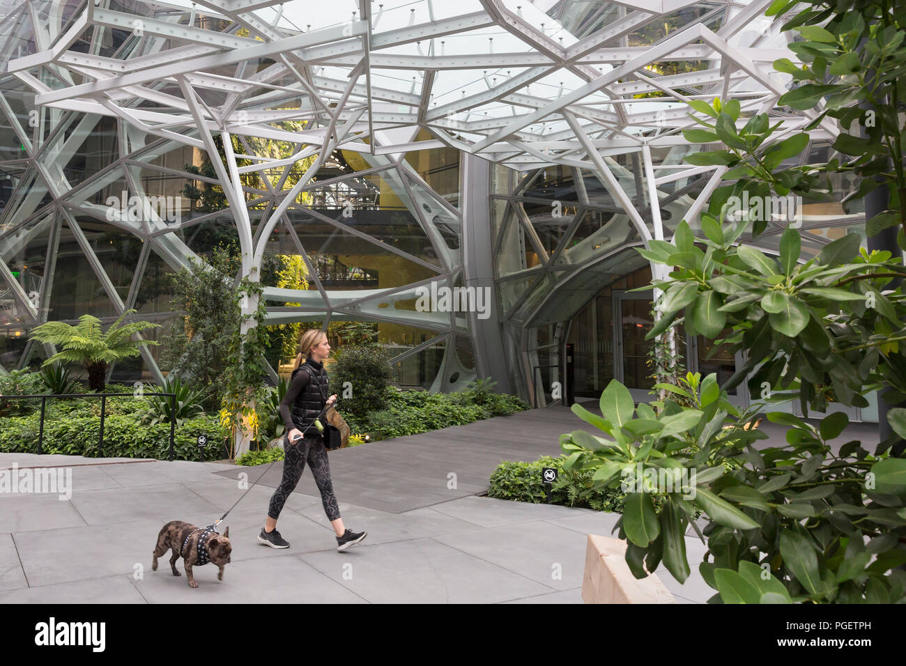 Seattle, Washington: A young woman walks her French Bulldog at the Amazon Spheres on the Amazon Urban Campus. The geodesic structures house office spa Stock Photo