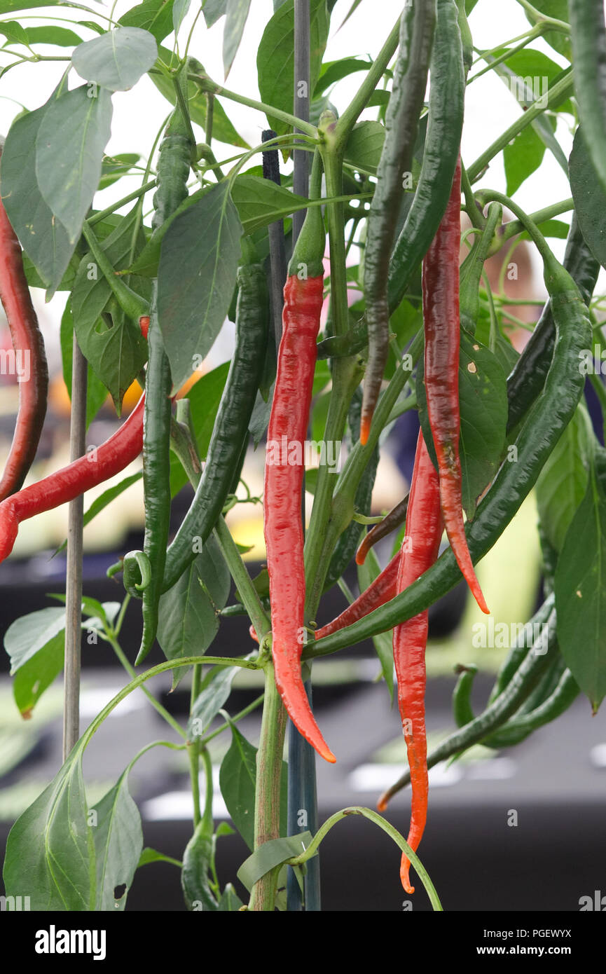 red and green chilli peppers growing in a greenhouse Stock Photo Alamy