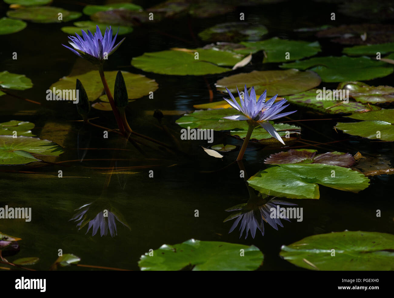 Blue Water Lilies High Resolution Stock Photography and Images - Alamy