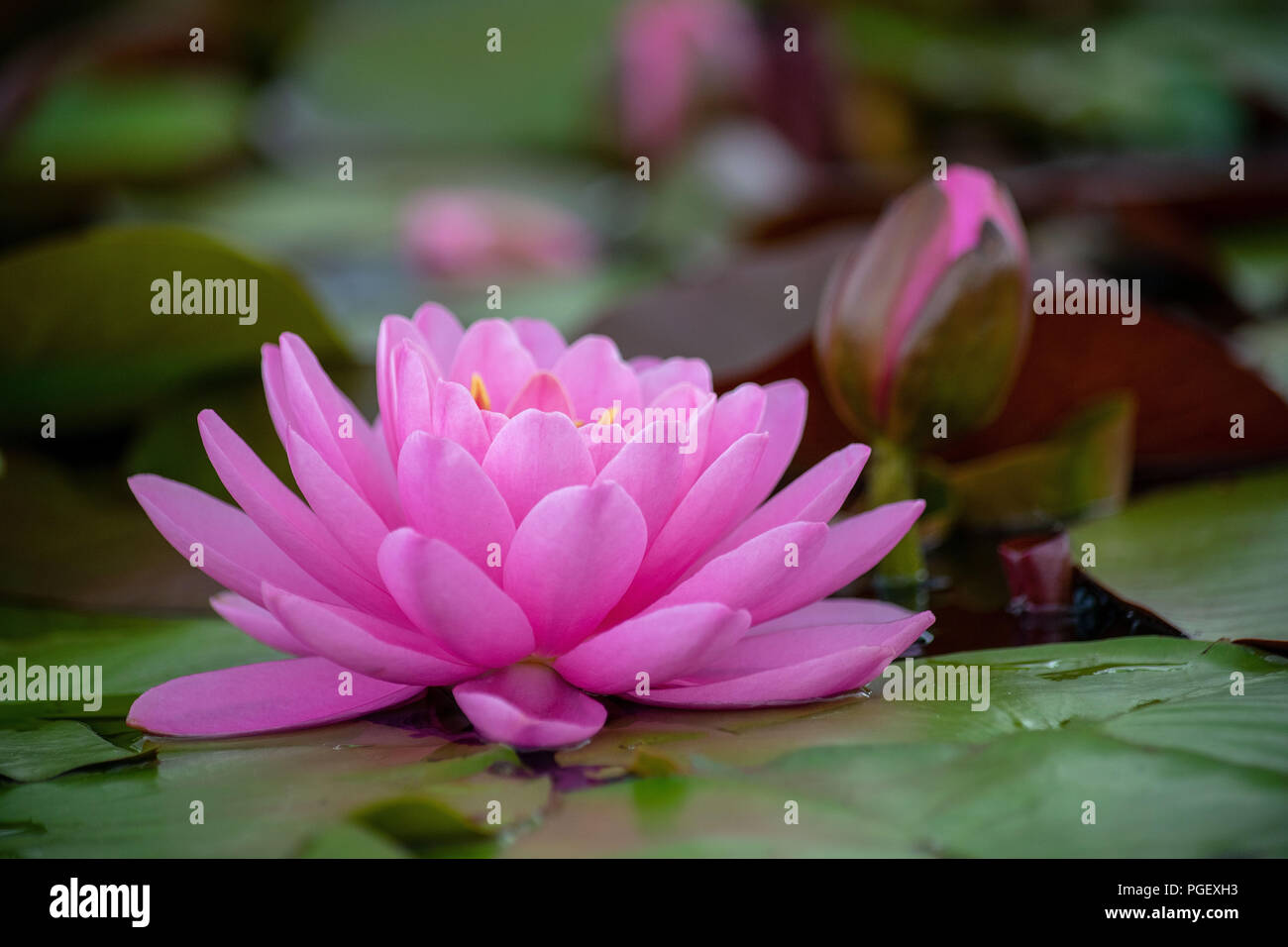 Study of a Single Pink Water Lily Bloom Stock Photo Alamy