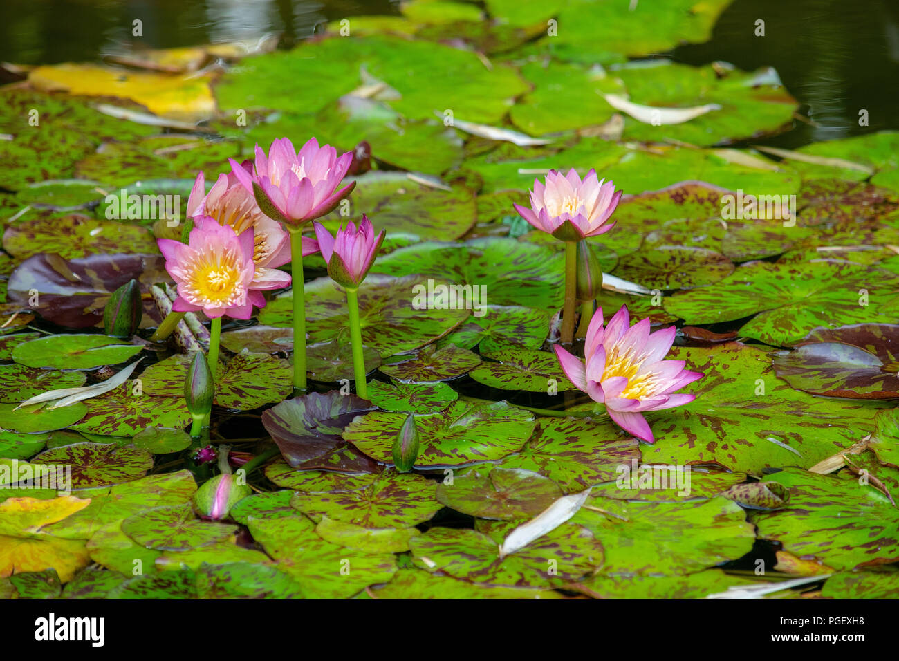 Frogs and water lilies hires stock photography and images Alamy