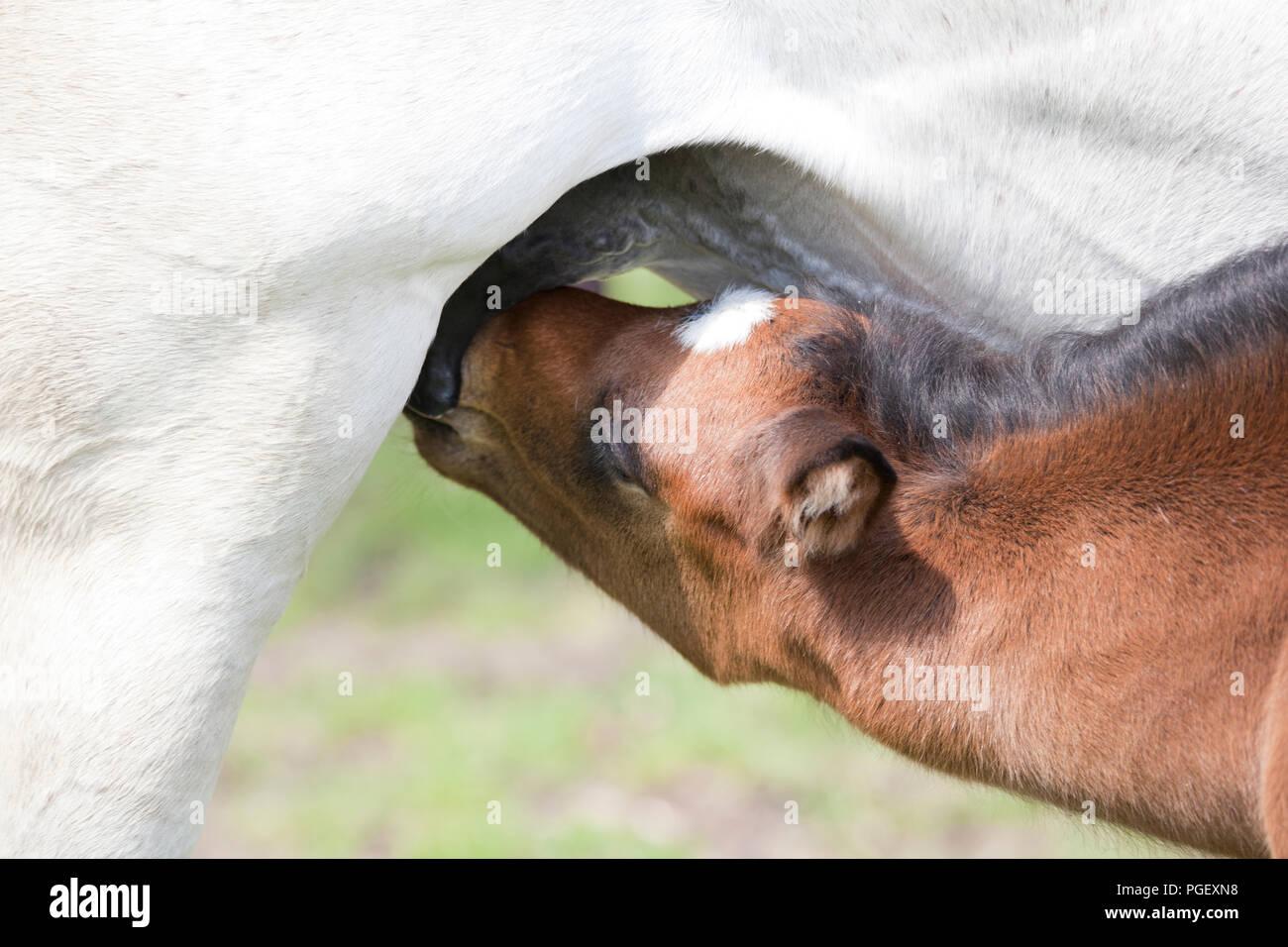 Baby horse foal drinking milk hires stock photography and images Alamy