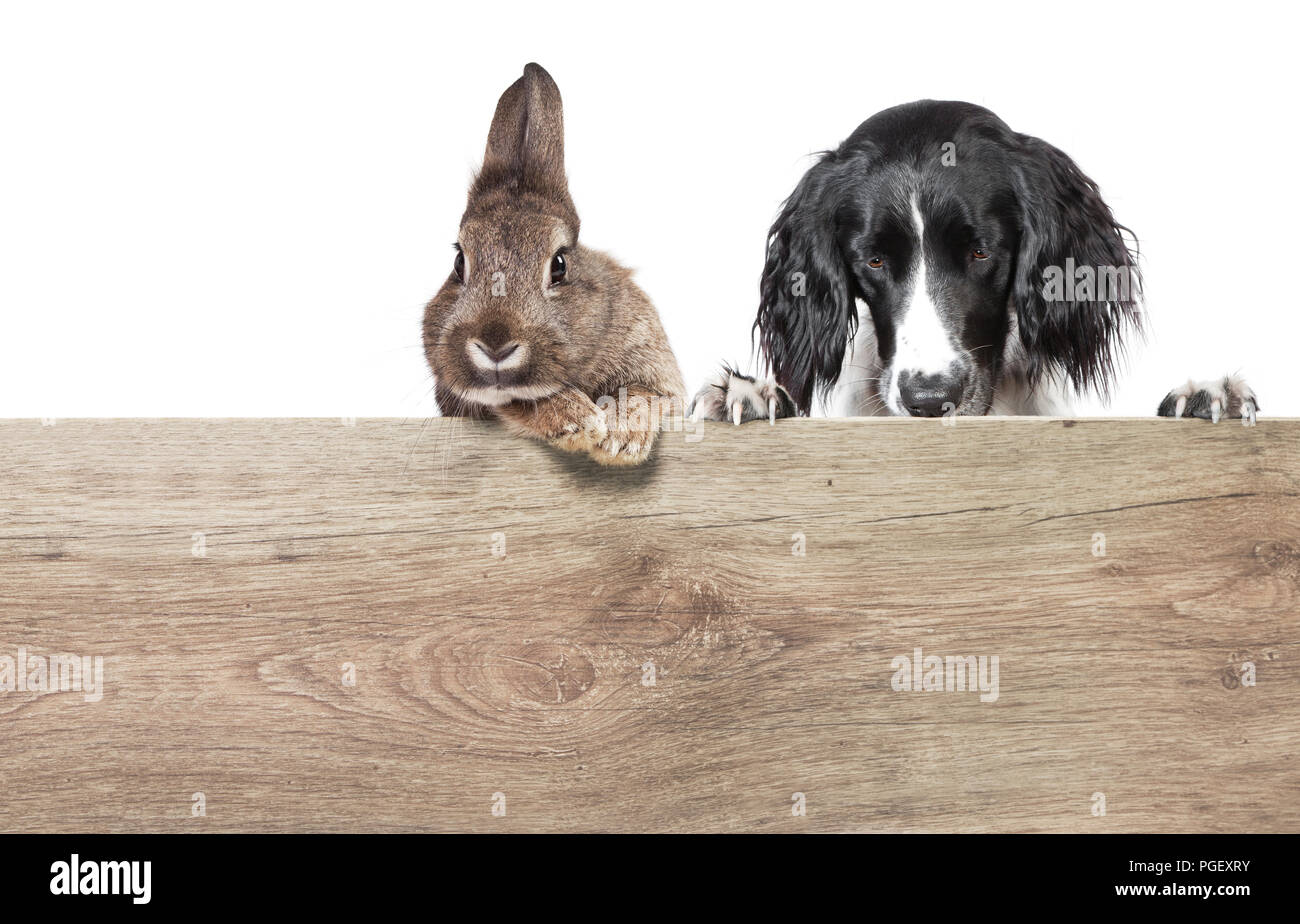 a rabbit with brown gray fur and a hunting dog isolated against a white background Stock Photo