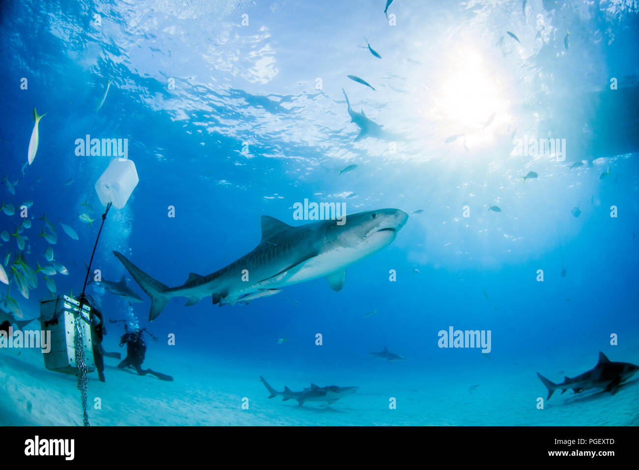 Picture shows a Tiger shark at Tigerbeach, Bahamas Stock Photo - Alamy